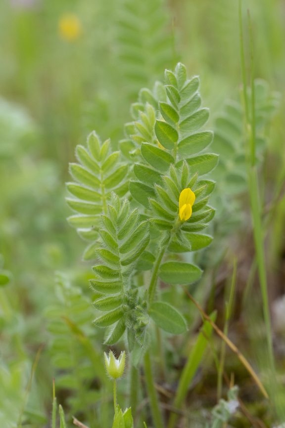 Yellow serradella - Ornithopus compressus <figure class="photo"><a href="https://www.jungledragon.com/image/148825/yellow_serradella_-_ornithopus_compressus.html" title="Yellow serradella - Ornithopus compressus"><img src="https://s3.amazonaws.com/media.jungledragon.com/images/1332/148825_thumb.jpg?AWSAccessKeyId=05GMT0V3GWVNE7GGM1R2&Expires=1769040010&Signature=6HEV4LOEBvwZzPneqop345BTSYc%3D" width="200" height="150" alt="Yellow serradella - Ornithopus compressus https://www.jungledragon.com/image/148824/yellow_serradella_-_ornithopus_compressus.html Bulgaria,Eudicot,Europe,Fabaceae,Fabales,Flowering Plant,Geotagged,Magnoliophyta,Ornithopus compressus,Plantae,Sakar mountain,Spring,Wildlife,Yellow serradella" /></a></figure> Bulgaria,Eudicot,Europe,Fabaceae,Fabales,Flowering Plant,Geotagged,Magnoliophyta,Ornithopus compressus,Plantae,Sakar mountain,Spring,Wildlife,Yellow serradella