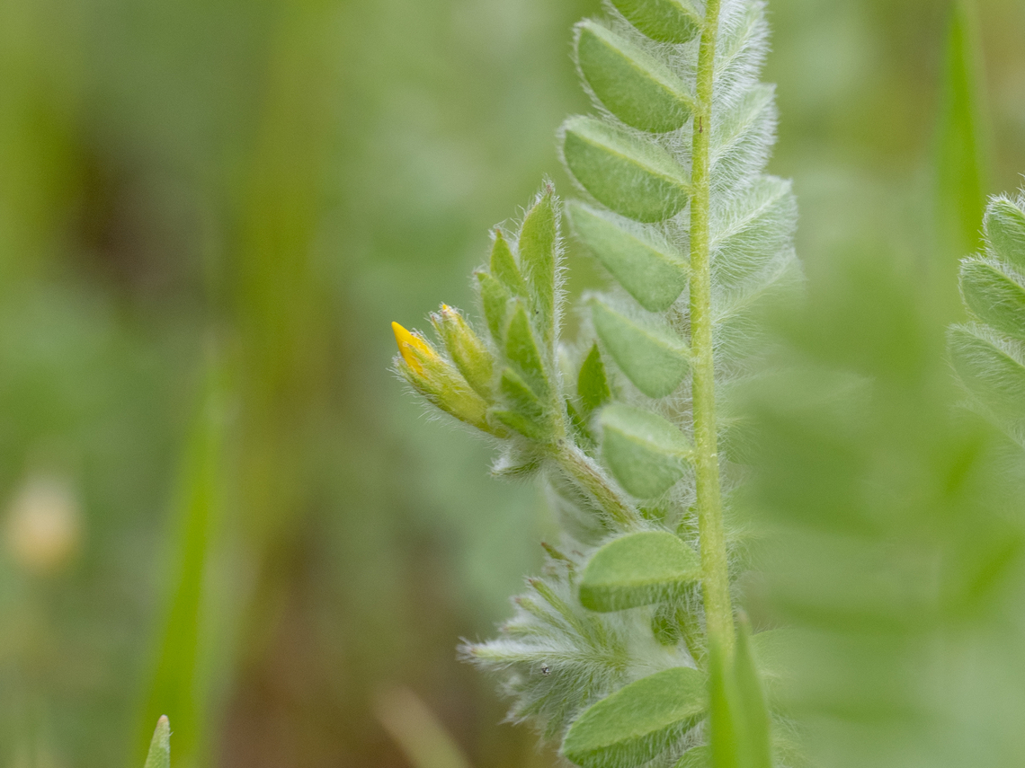 Yellow serradella - Ornithopus compressus <figure class="photo"><a href="https://www.jungledragon.com/image/148824/yellow_serradella_-_ornithopus_compressus.html" title="Yellow serradella - Ornithopus compressus"><img src="https://s3.amazonaws.com/media.jungledragon.com/images/1332/148824_thumb.jpg?AWSAccessKeyId=05GMT0V3GWVNE7GGM1R2&Expires=1769040010&Signature=N27WsAWZ%2Fd3Kn0%2Fa58xi30sONGA%3D" width="102" height="152" alt="Yellow serradella - Ornithopus compressus https://www.jungledragon.com/image/148825/yellow_serradella_-_ornithopus_compressus.html Bulgaria,Eudicot,Europe,Fabaceae,Fabales,Flowering Plant,Geotagged,Magnoliophyta,Ornithopus compressus,Plantae,Sakar mountain,Spring,Wildlife,Yellow serradella" /></a></figure> Bulgaria,Eudicot,Europe,Fabaceae,Fabales,Flowering Plant,Geotagged,Magnoliophyta,Ornithopus compressus,Plantae,Sakar mountain,Spring,Wildlife,Yellow serradella