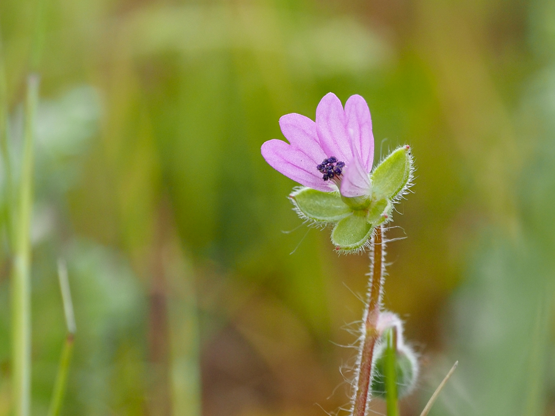 Dove's-foot crane's-bill - Geranium molle  Bulgaria,Dove's-foot Crane's-Bill,Dove's-foot crane's-bill,Eudicot,Europe,Flowering Plant,Geotagged,Geraniaceae,Geraniales,Geranium molle,Magnoliophyta,Plantae,Sakar mountain,Spring,Wildlife