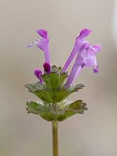 Henbit Deadnettle - Lamium amplexicaule https://www.jungledragon.com/image/148828/henbit_dead-nettle_-_lamium_amplexicaule_and_purple_deadnettle_-_lamium_purpureum.html Bulgaria,Eudicot,Europe,Flowering Plant,Geotagged,Henbit Deadnettle,Lamiaceae,Lamiales,Lamium amplexicaule,Magnoliophyta,Plantae,Sakar mountain,Spring,Wildlife