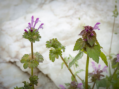 Henbit Dead-nettle - Lamium amplexicaule and Purple Deadnettle - Lamium purpureum https://www.jungledragon.com/image/148827/henbit_deadnettle_-_lamium_amplexicaule.html Bulgaria,Eudicot,Europe,Flowering Plant,Geotagged,Henbit Deadnettle,Lamiaceae,Lamiales,Lamium amplexicaule,Magnoliophyta,Plantae,Sakar mountain,Spring,Wildlife