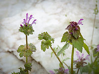 Henbit Dead-nettle - Lamium amplexicaule and Purple Deadnettle - Lamium purpureum https://www.jungledragon.com/image/148827/henbit_deadnettle_-_lamium_amplexicaule.html Bulgaria,Eudicot,Europe,Flowering Plant,Geotagged,Henbit Deadnettle,Lamiaceae,Lamiales,Lamium amplexicaule,Magnoliophyta,Plantae,Sakar mountain,Spring,Wildlife