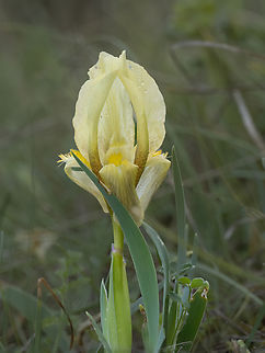 Iris suaveolens - yellow form https://www.jungledragon.com/image/148830/iris_suaveolens_-_purple_form.html Asparagales,Bulgaria,Europe,Flowering Plant,Geotagged,Iridaceae,Iris suaveolens,Magnoliophyta,Monocot,Plantae,Sakar mountain,Spring,Wildlife