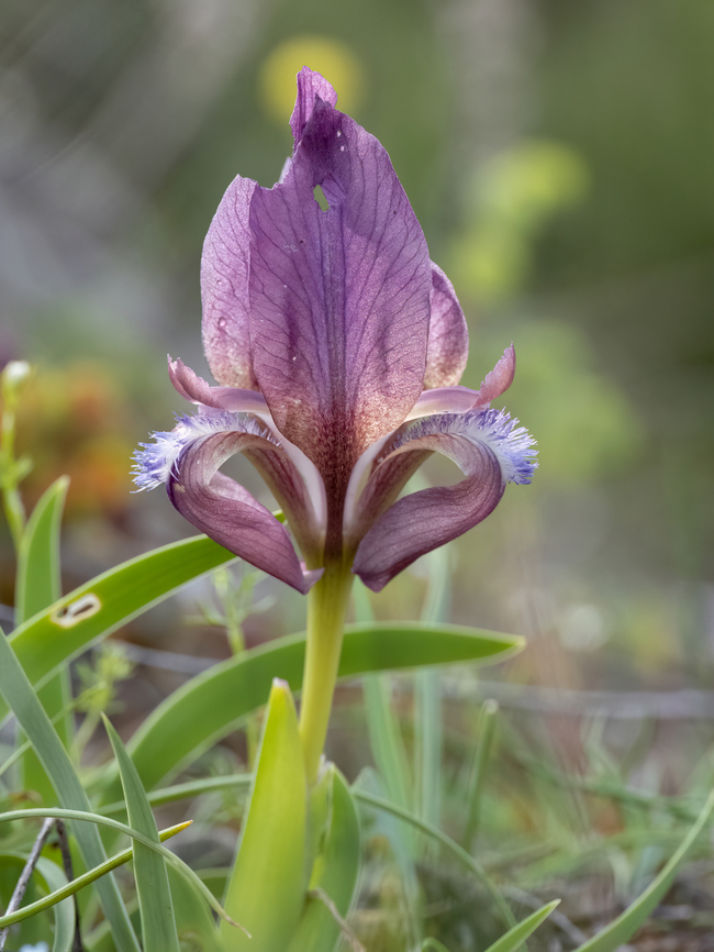 Iris suaveolens - purple form <figure class="photo"><a href="https://www.jungledragon.com/image/148829/iris_suaveolens_-_yellow_form.html" title="Iris suaveolens - yellow form"><img src="https://s3.amazonaws.com/media.jungledragon.com/images/1332/148829_thumb.jpg?AWSAccessKeyId=05GMT0V3GWVNE7GGM1R2&Expires=1759968010&Signature=5qOTMg0y8%2BBwbPVc7PLKm1zRF3Y%3D" width="116" height="152" alt="Iris suaveolens - yellow form https://www.jungledragon.com/image/148830/iris_suaveolens_-_purple_form.html Asparagales,Bulgaria,Europe,Flowering Plant,Geotagged,Iridaceae,Iris suaveolens,Magnoliophyta,Monocot,Plantae,Sakar mountain,Spring,Wildlife" /></a></figure> Asparagales,Bulgaria,Europe,Flowering Plant,Geotagged,Iridaceae,Iris suaveolens,Magnoliophyta,Monocot,Plantae,Sakar mountain,Spring,Wildlife