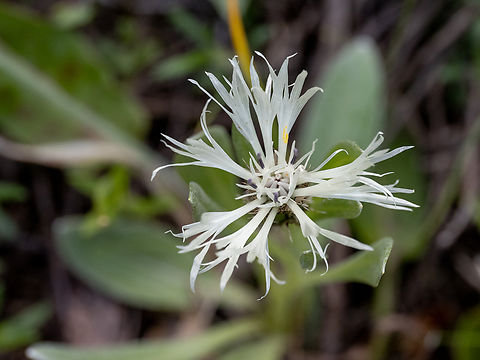 Centaurea thirkei https://www.jungledragon.com/image/148832/centaurea_thirkei.html Asteraceae,Asterales,Bulgaria,Centaurea thirkei,Eudicot,Europe,Flowering Plant,Geotagged,Magnoliophyta,Plantae,Sakar mountain,Spring,Wildlife