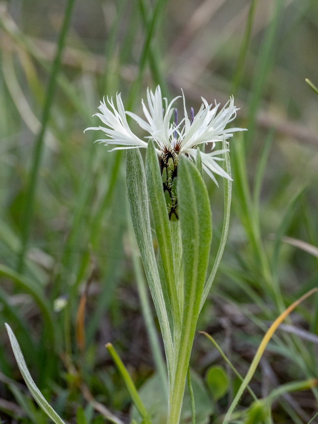 Centaurea thirkei <figure class="photo"><a href="https://www.jungledragon.com/image/148831/centaurea_thirkei.html" title="Centaurea thirkei"><img src="https://s3.amazonaws.com/media.jungledragon.com/images/1332/148831_thumb.jpg?AWSAccessKeyId=05GMT0V3GWVNE7GGM1R2&Expires=1759968010&Signature=%2F4Yt1yuS%2BiIApU5%2BqGfyEQ4xrPo%3D" width="200" height="150" alt="Centaurea thirkei https://www.jungledragon.com/image/148832/centaurea_thirkei.html Asteraceae,Asterales,Bulgaria,Centaurea thirkei,Eudicot,Europe,Flowering Plant,Geotagged,Magnoliophyta,Plantae,Sakar mountain,Spring,Wildlife" /></a></figure> Asteraceae,Asterales,Bulgaria,Centaurea thirkei,Eudicot,Europe,Flowering Plant,Geotagged,Magnoliophyta,Plantae,Sakar mountain,Spring,Wildlife