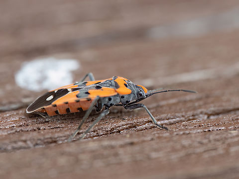 Black-and-Red-bug - Lygaeus equestris https://www.jungledragon.com/image/148849/black-and-red-bug_-_lygaeus_equestris.html Animalia,Arthropoda,Black-and-Red-bug,Bulgaria,Europe,Geotagged,Ground bug,Hemiptera,Insecta,Lygaeidae,Lygaeoidea,Lygaeus equestris,Sakar mountain,Seed bug,Spring,Wildlife