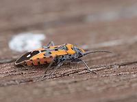 Black-and-Red-bug - Lygaeus equestris https://www.jungledragon.com/image/148849/black-and-red-bug_-_lygaeus_equestris.html Animalia,Arthropoda,Black-and-Red-bug,Bulgaria,Europe,Geotagged,Ground bug,Hemiptera,Insecta,Lygaeidae,Lygaeoidea,Lygaeus equestris,Sakar mountain,Seed bug,Spring,Wildlife