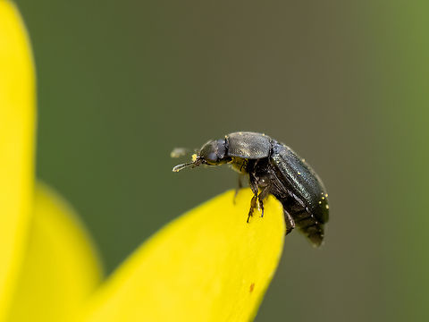 Rape pollen beetle - Brassicogethes aeneus  Animalia,Arthropoda,Blossom beetle,Brassicogethes aeneus,Bulgaria,Coleoptera,Common Pollen Beetle,Cucujoidea,Europe,Geotagged,Insecta,Meligethes aeneus,Nitidulidae,Pollen beetle,Rape beetle,Sakar mountain,Sap beetle,Spring,Wildlife