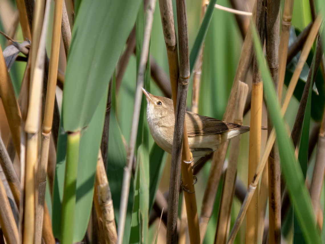 Reed Warbler - Acrocephalus scirpaceus  Acrocephalus scirpaceus,Animalia,Aves,Bush-Warbler,Central Macedonia,Chordata,Eurasian Reed Warbler,Europe,Geotagged,Greece,Lake Kerkini National Park,Passeriformes,Passerine,Spring,Wildlife