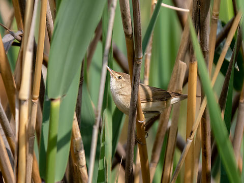 Reed Warbler - Acrocephalus scirpaceus  Acrocephalus scirpaceus,Animalia,Aves,Bush-Warbler,Central Macedonia,Chordata,Eurasian Reed Warbler,Europe,Geotagged,Greece,Lake Kerkini National Park,Passeriformes,Passerine,Spring,Wildlife