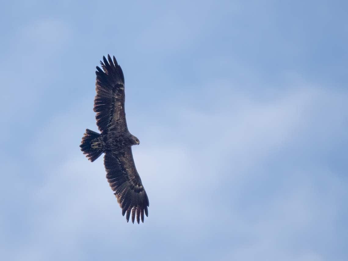 Lesser spotted eagle - Clanga pomarina  Accipitridae,Accipitriformes,Animalia,Aquila pomarina,Aves,Bird of prey,Chordata,Clanga pomarina,Geotagged,Greece,Lesser spotted eagle,Spring,Wildlife