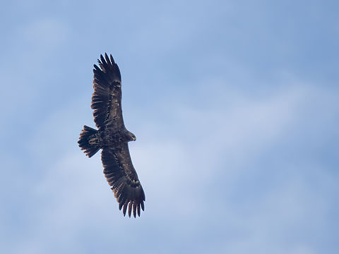 Lesser spotted eagle - Clanga pomarina  Accipitridae,Accipitriformes,Animalia,Aquila pomarina,Aves,Bird of prey,Chordata,Clanga pomarina,Geotagged,Greece,Lesser spotted eagle,Spring,Wildlife