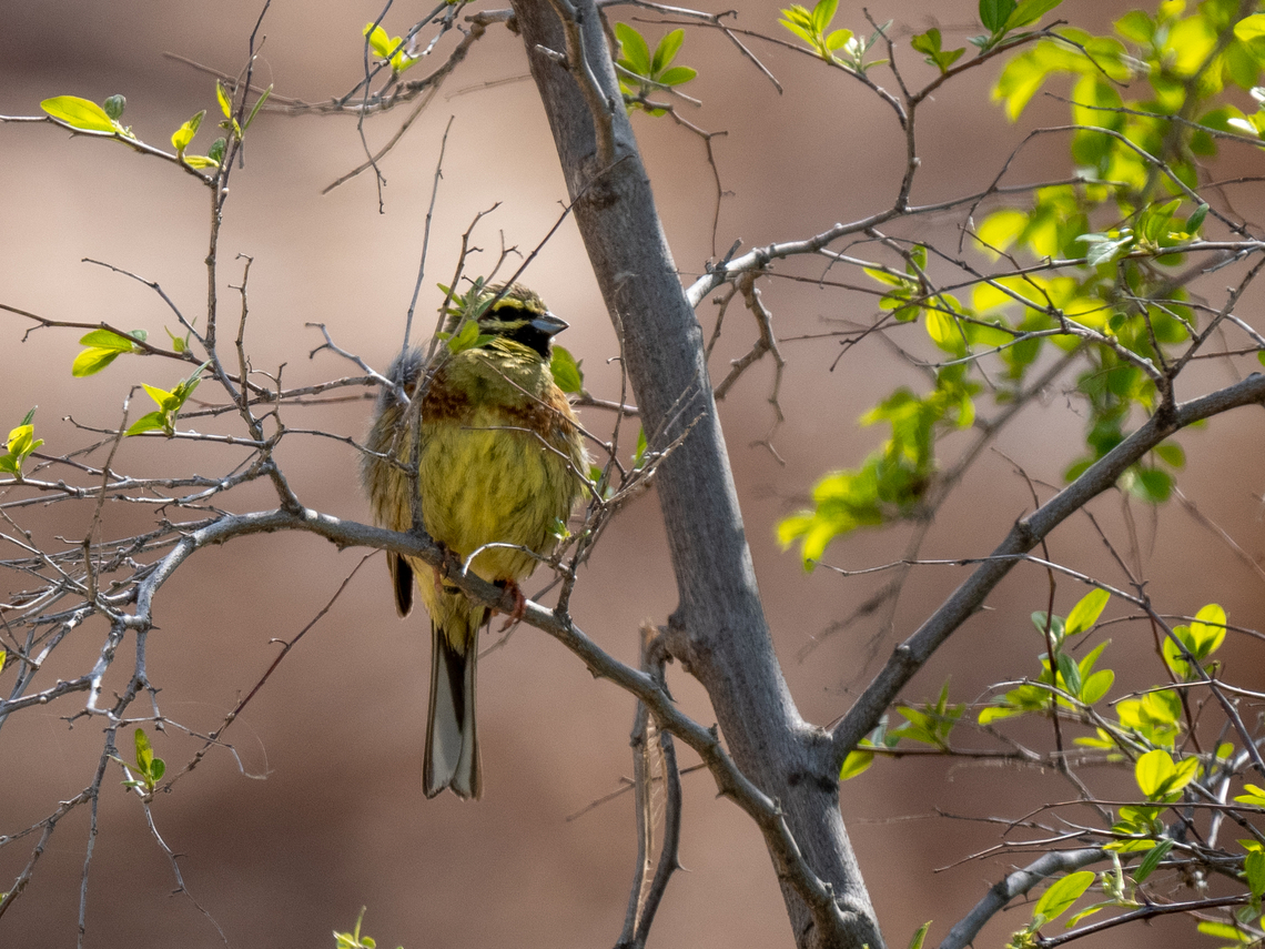 Cirl bunting - Emberiza cirlus  Animalia,Aves,Chordata,Cirl bunting,Eastern Macedonia,Emberiza cirlus,Emberizidae,Europe,Geotagged,Greece,Kavala,Passeriformes,Passerine,Spring,Wildlife