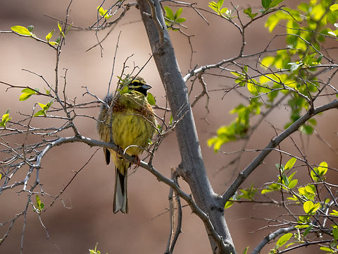 Cirl bunting - Emberiza cirlus  Animalia,Aves,Chordata,Cirl bunting,Eastern Macedonia,Emberiza cirlus,Emberizidae,Europe,Geotagged,Greece,Kavala,Passeriformes,Passerine,Spring,Wildlife