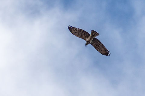 Distant photo of Short-toed snake eagle in flight with its pray  Captured at the Raptors Watch Point - Tochkata - at Atanasovsko lake near Burgas. Accipitridae,Accipitriformes,Animal,Animalia,Atanasovsko lake,Aves,Bird,Bird of prey,Bulgaria,Burgas,Chordata,Circaetus gallicus,Europe,Fall,Geotagged,Nature,Short-toed Snake Eagle,Short-toed snake eagle,Wildlife