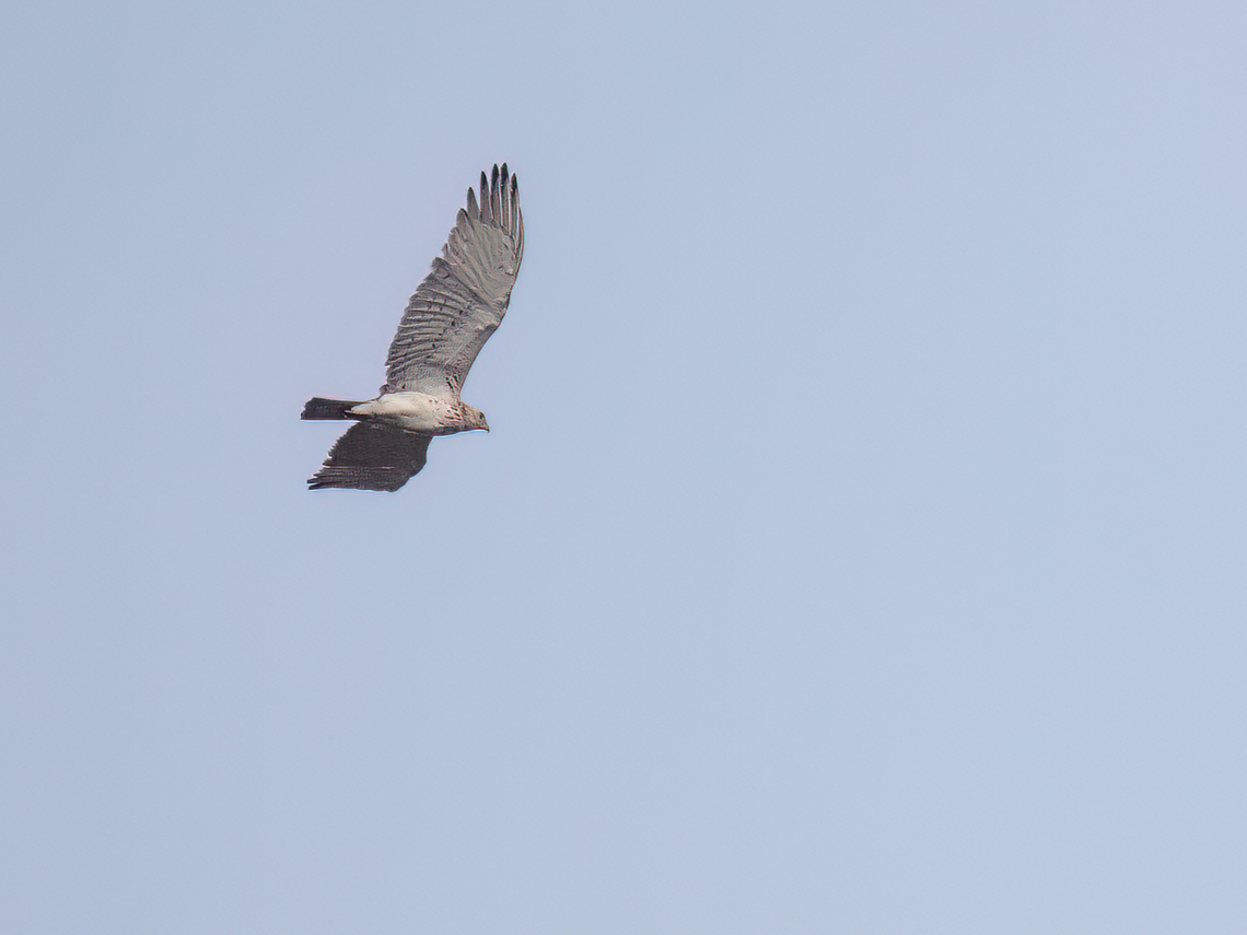 Short-toed snake eagle - Circaetus gallicus 1st-year juvenile bird. Accipitridae,Accipitriformes,Animalia,Aves,Bird of prey,Chordata,Circaetus gallicus,Eastern Macedonia,Europe,Geotagged,Greece,Kavala,Short-toed Snake Eagle,Short-toed snake eagle,Spring,Wildlife