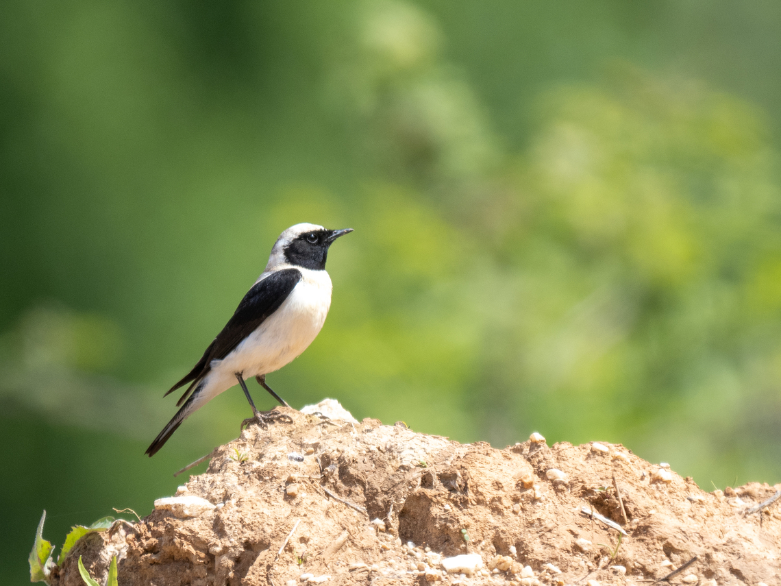 Eatern black-eared wheatear - Oenanthe hispanica melanoleuca <figure class="photo"><a href="https://www.jungledragon.com/image/149059/eastern_black-eared_wheatear_-_oenanthe_hispanica_melanoleuca.html" title="Eastern black-eared wheatear - Oenanthe hispanica melanoleuca"><img src="https://s3.amazonaws.com/media.jungledragon.com/images/1332/149059_thumb.jpg?AWSAccessKeyId=05GMT0V3GWVNE7GGM1R2&Expires=1759968010&Signature=gjPRCPgpRDwUzWWWrbx0JgEkHWU%3D" width="200" height="150" alt="Eastern black-eared wheatear - Oenanthe hispanica melanoleuca https://www.jungledragon.com/image/149029/eatern_black-eared_wheatear_-_oenanthe_hispanica_melanoleuca.html<br />
https://www.jungledragon.com/image/149058/eastern_black-eared_wheatear_-_oenanthe_hispanica_melanoleuca.html Animalia,Aves,Black-eared wheatear,Chordata,Eastern Macedonia,Eastern black-eared wheatear,Europe,Geotagged,Greece,Kavala,Muscicapidae,Oenanthe hispanica,Oenanthe hispanica melanoleuca,Passeriformes,Passerine,Spring,Wildlife" /></a></figure><br />
<figure class="photo"><a href="https://www.jungledragon.com/image/149058/eastern_black-eared_wheatear_-_oenanthe_hispanica_melanoleuca.html" title="Eastern black-eared wheatear - Oenanthe hispanica melanoleuca"><img src="https://s3.amazonaws.com/media.jungledragon.com/images/1332/149058_thumb.jpg?AWSAccessKeyId=05GMT0V3GWVNE7GGM1R2&Expires=1759968010&Signature=PgX9iG%2BjHNW45n4y86A1Zkz%2FAWc%3D" width="200" height="150" alt="Eastern black-eared wheatear - Oenanthe hispanica melanoleuca https://www.jungledragon.com/image/149029/eatern_black-eared_wheatear_-_oenanthe_hispanica_melanoleuca.html<br />
https://www.jungledragon.com/image/149059/eastern_black-eared_wheatear_-_oenanthe_hispanica_melanoleuca.html Animalia,Aves,Black-eared wheatear,Chordata,Eastern Macedonia,Eastern black-eared wheatear,Europe,Geotagged,Greece,Kavala,Muscicapidae,Oenanthe hispanica,Oenanthe hispanica melanoleuca,Passeriformes,Passerine,Spring,Wildlife" /></a></figure> Animalia,Aves,Black-eared wheatear,Chordata,Eastern Macedonia,Eastern black-eared wheatear,Europe,Geotagged,Greece,Kavala,Muscicapidae,Oenanthe hispanica,Oenanthe hispanica melanoleuca,Passeriformes,Passerine,Spring,Wildlife
