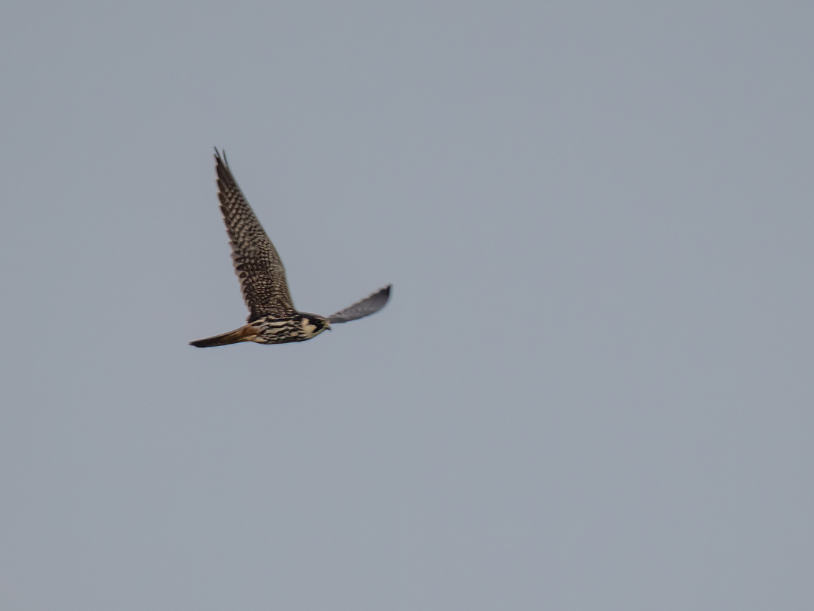 Eurasian hobby - Falco subbuteo Lake Ismarida Animalia,Aves,Chordata,Eastern Macedonia,Eurasian hobby,Europe,Falco subbuteo,Falcon,Falconidae,Falconiformes,Fanari,Geotagged,Greece,Spring,Wildlife