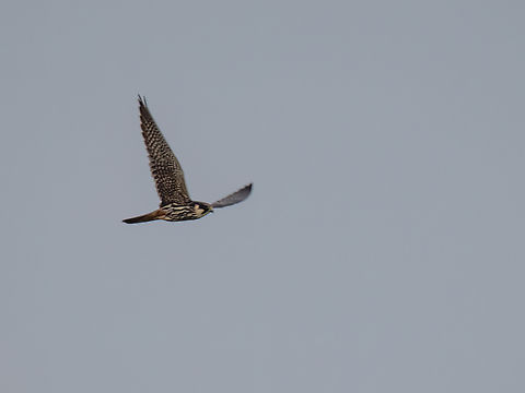 Eurasian hobby - Falco subbuteo Lake Ismarida Animalia,Aves,Chordata,Eastern Macedonia,Eurasian hobby,Europe,Falco subbuteo,Falcon,Falconidae,Falconiformes,Fanari,Geotagged,Greece,Spring,Wildlife