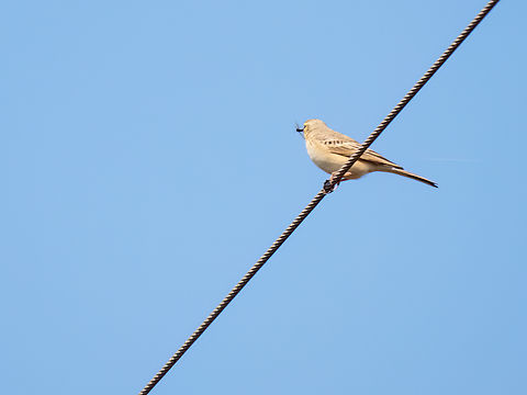 Tawny pipit - Anthus campestris  Animalia,Anthus campestris,Aves,Chordata,Eastern Macedonia,Europe,Geotagged,Greece,Motacillidae,Passeriformes,Passerine,Spring,Tawny pipit,Wildlife