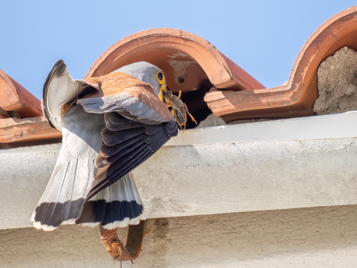 Lesser kestrel - Falco naumanni  Animalia,Aves,Chordata,Eastern Macedonia,Europe,Falco naumanni,Falcon,Falconidae,Falconiformes,Geotagged,Greece,Lesser Kestrel,Lesser kestrel,Spring,Wildlife