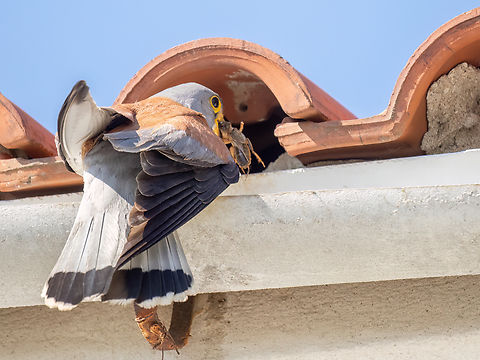 Lesser kestrel - Falco naumanni  Animalia,Aves,Chordata,Eastern Macedonia,Europe,Falco naumanni,Falcon,Falconidae,Falconiformes,Geotagged,Greece,Lesser Kestrel,Lesser kestrel,Spring,Wildlife