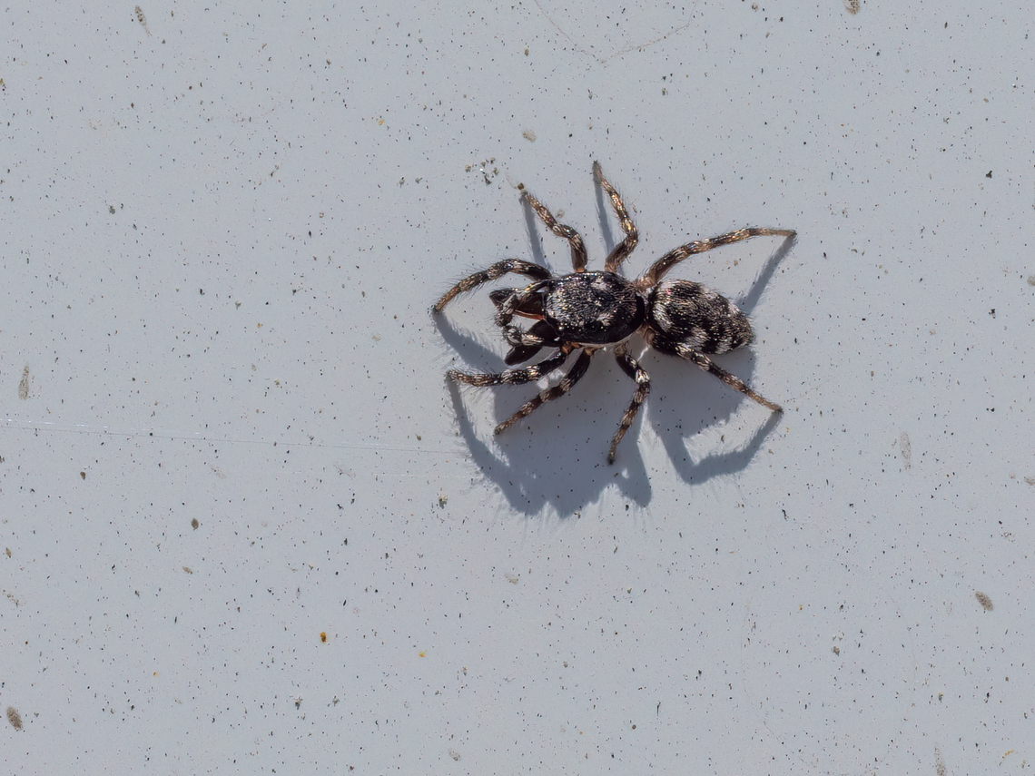 Zebra jumping spider For the time being, I am unable to ID this guy. Could be Salticus zebraneus or S.scenicus or some other species. In my FB arachnid group, they say it is quite difficult to ID based on a photo. Animalia,Arachnida,Araneae,Arthropoda,Geotagged,Greece,Salticidae,Spring,Wildlife