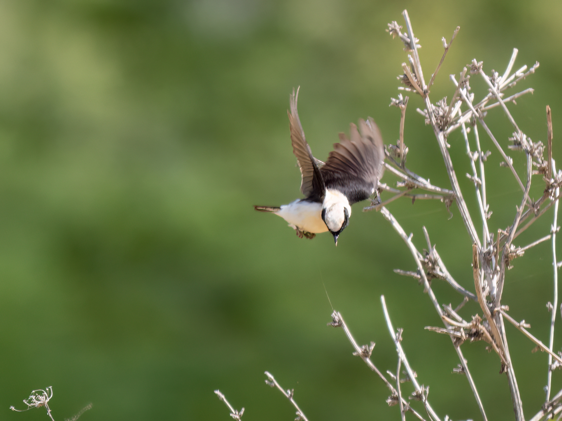 Eastern black-eared wheatear - Oenanthe hispanica melanoleuca <figure class="photo"><a href="https://www.jungledragon.com/image/149029/eatern_black-eared_wheatear_-_oenanthe_hispanica_melanoleuca.html" title="Eatern black-eared wheatear - Oenanthe hispanica melanoleuca"><img src="https://s3.amazonaws.com/media.jungledragon.com/images/1332/149029_thumb.jpg?AWSAccessKeyId=05GMT0V3GWVNE7GGM1R2&Expires=1759968010&Signature=6tcqU43vdo5jyLvNj%2FdvgiqjGIA%3D" width="200" height="150" alt="Eatern black-eared wheatear - Oenanthe hispanica melanoleuca https://www.jungledragon.com/image/149059/eastern_black-eared_wheatear_-_oenanthe_hispanica_melanoleuca.html<br />
https://www.jungledragon.com/image/149058/eastern_black-eared_wheatear_-_oenanthe_hispanica_melanoleuca.html Animalia,Aves,Black-eared wheatear,Chordata,Eastern Macedonia,Eastern black-eared wheatear,Europe,Geotagged,Greece,Kavala,Muscicapidae,Oenanthe hispanica,Oenanthe hispanica melanoleuca,Passeriformes,Passerine,Spring,Wildlife" /></a></figure><br />
<figure class="photo"><a href="https://www.jungledragon.com/image/149059/eastern_black-eared_wheatear_-_oenanthe_hispanica_melanoleuca.html" title="Eastern black-eared wheatear - Oenanthe hispanica melanoleuca"><img src="https://s3.amazonaws.com/media.jungledragon.com/images/1332/149059_thumb.jpg?AWSAccessKeyId=05GMT0V3GWVNE7GGM1R2&Expires=1759968010&Signature=gjPRCPgpRDwUzWWWrbx0JgEkHWU%3D" width="200" height="150" alt="Eastern black-eared wheatear - Oenanthe hispanica melanoleuca https://www.jungledragon.com/image/149029/eatern_black-eared_wheatear_-_oenanthe_hispanica_melanoleuca.html<br />
https://www.jungledragon.com/image/149058/eastern_black-eared_wheatear_-_oenanthe_hispanica_melanoleuca.html Animalia,Aves,Black-eared wheatear,Chordata,Eastern Macedonia,Eastern black-eared wheatear,Europe,Geotagged,Greece,Kavala,Muscicapidae,Oenanthe hispanica,Oenanthe hispanica melanoleuca,Passeriformes,Passerine,Spring,Wildlife" /></a></figure> Animalia,Aves,Black-eared wheatear,Chordata,Eastern Macedonia,Eastern black-eared wheatear,Europe,Geotagged,Greece,Kavala,Muscicapidae,Oenanthe hispanica,Oenanthe hispanica melanoleuca,Passeriformes,Passerine,Spring,Wildlife