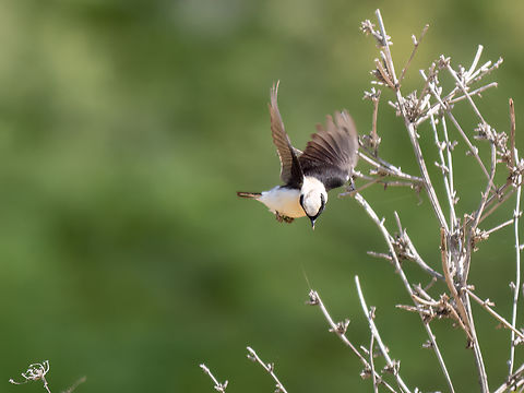 Eastern black-eared wheatear - Oenanthe hispanica melanoleuca https://www.jungledragon.com/image/149029/eatern_black-eared_wheatear_-_oenanthe_hispanica_melanoleuca.html
https://www.jungledragon.com/image/149059/eastern_black-eared_wheatear_-_oenanthe_hispanica_melanoleuca.html Animalia,Aves,Black-eared wheatear,Chordata,Eastern Macedonia,Eastern black-eared wheatear,Europe,Geotagged,Greece,Kavala,Muscicapidae,Oenanthe hispanica,Oenanthe hispanica melanoleuca,Passeriformes,Passerine,Spring,Wildlife