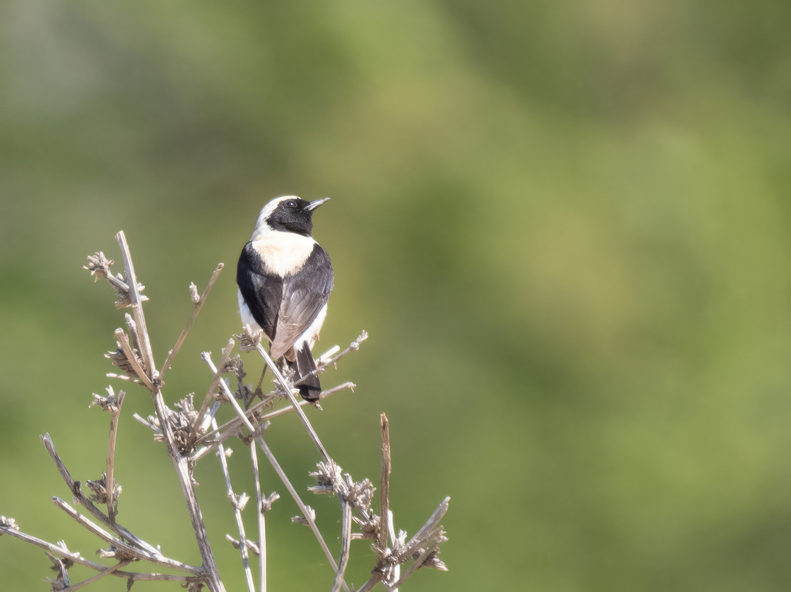 Eastern black-eared wheatear - Oenanthe hispanica melanoleuca <figure class="photo"><a href="https://www.jungledragon.com/image/149029/eatern_black-eared_wheatear_-_oenanthe_hispanica_melanoleuca.html" title="Eatern black-eared wheatear - Oenanthe hispanica melanoleuca"><img src="https://s3.amazonaws.com/media.jungledragon.com/images/1332/149029_thumb.jpg?AWSAccessKeyId=05GMT0V3GWVNE7GGM1R2&Expires=1759968010&Signature=6tcqU43vdo5jyLvNj%2FdvgiqjGIA%3D" width="200" height="150" alt="Eatern black-eared wheatear - Oenanthe hispanica melanoleuca https://www.jungledragon.com/image/149059/eastern_black-eared_wheatear_-_oenanthe_hispanica_melanoleuca.html<br />
https://www.jungledragon.com/image/149058/eastern_black-eared_wheatear_-_oenanthe_hispanica_melanoleuca.html Animalia,Aves,Black-eared wheatear,Chordata,Eastern Macedonia,Eastern black-eared wheatear,Europe,Geotagged,Greece,Kavala,Muscicapidae,Oenanthe hispanica,Oenanthe hispanica melanoleuca,Passeriformes,Passerine,Spring,Wildlife" /></a></figure><br />
<figure class="photo"><a href="https://www.jungledragon.com/image/149058/eastern_black-eared_wheatear_-_oenanthe_hispanica_melanoleuca.html" title="Eastern black-eared wheatear - Oenanthe hispanica melanoleuca"><img src="https://s3.amazonaws.com/media.jungledragon.com/images/1332/149058_thumb.jpg?AWSAccessKeyId=05GMT0V3GWVNE7GGM1R2&Expires=1759968010&Signature=PgX9iG%2BjHNW45n4y86A1Zkz%2FAWc%3D" width="200" height="150" alt="Eastern black-eared wheatear - Oenanthe hispanica melanoleuca https://www.jungledragon.com/image/149029/eatern_black-eared_wheatear_-_oenanthe_hispanica_melanoleuca.html<br />
https://www.jungledragon.com/image/149059/eastern_black-eared_wheatear_-_oenanthe_hispanica_melanoleuca.html Animalia,Aves,Black-eared wheatear,Chordata,Eastern Macedonia,Eastern black-eared wheatear,Europe,Geotagged,Greece,Kavala,Muscicapidae,Oenanthe hispanica,Oenanthe hispanica melanoleuca,Passeriformes,Passerine,Spring,Wildlife" /></a></figure> Animalia,Aves,Black-eared wheatear,Chordata,Eastern Macedonia,Eastern black-eared wheatear,Europe,Geotagged,Greece,Kavala,Muscicapidae,Oenanthe hispanica,Oenanthe hispanica melanoleuca,Passeriformes,Passerine,Spring,Wildlife