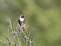 Eastern black-eared wheatear - Oenanthe hispanica melanoleuca https://www.jungledragon.com/image/149029/eatern_black-eared_wheatear_-_oenanthe_hispanica_melanoleuca.html<br />
https://www.jungledragon.com/image/149058/eastern_black-eared_wheatear_-_oenanthe_hispanica_melanoleuca.html Animalia,Aves,Black-eared wheatear,Chordata,Eastern Macedonia,Eastern black-eared wheatear,Europe,Geotagged,Greece,Kavala,Muscicapidae,Oenanthe hispanica,Oenanthe hispanica melanoleuca,Passeriformes,Passerine,Spring,Wildlife