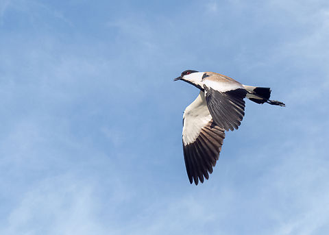 Spur-winged lapwing - Vanellus spinosus A few days ago I was lucky to see and shoot this beautiful bird again. Animalia,Aves,Charadriidae,Charadriiformes,Chordata,Eastern Macedonia,Europe,Geotagged,Greece,Lake Vistonida,Spring,Spur-winged lapwing,Vanellus spinosus,Wildlife