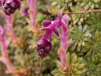 Saxifraga stribrnyi https://www.jungledragon.com/image/149068/saxifraga_stribrnyi.html Balkan endemic species,Eastern Macedonia,Eudicot,Europe,Flowering Plant,Geotagged,Greece,Magnoliophyta,Pangaion Hills,Plantae,Saxifraga stribrnyi,Saxifragaceae,Saxifragales,Spring,Wildlife