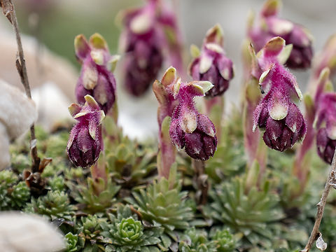 Saxifraga stribrnyi https://www.jungledragon.com/image/149067/saxifraga_stribrnyi.html Balkan endemic species,Eastern Macedonia,Eudicot,Europe,Flowering Plant,Geotagged,Greece,Magnoliophyta,Pangaion Hills,Plantae,Saxifraga stribrnyi,Saxifragaceae,Saxifragales,Spring,Wildlife