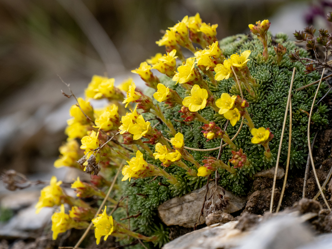 Ferdinand s' Saxifrage - Saxifraga ferdinandi-coburgi <figure class="photo"><a href="https://www.jungledragon.com/image/149070/ferdinand_s_saxifrage_-_saxifraga_ferdinandi-coburgi.html" title="Ferdinand s&#039; Saxifrage - Saxifraga ferdinandi-coburgi"><img src="https://s3.amazonaws.com/media.jungledragon.com/images/1332/149070_thumb.jpg?AWSAccessKeyId=05GMT0V3GWVNE7GGM1R2&Expires=1759968010&Signature=OcynmJe2i7iCxOSyQJq54522pWg%3D" width="200" height="150" alt="Ferdinand s&#039; Saxifrage - Saxifraga ferdinandi-coburgi https://www.jungledragon.com/image/149069/ferdinand_s_saxifrage_-_saxifraga_ferdinandi-coburgi.html<br />
 Balkan endemic species,Eastern Macedonia,Eudicot,Europe,Ferdinand s&#039; Saxifrage,Flowering Plant,Geotagged,Greece,Magnoliophyta,Pangaion Hills,Plantae,Saxifraga ferdinandi-coburgi,Saxifragaceae,Saxifragales,Spring,Wildlife" /></a></figure> Balkan endemic species,Eastern Macedonia,Eudicot,Europe,Ferdinand s' Saxifrage,Flowering Plant,Geotagged,Greece,Magnoliophyta,Pangaion Hills,Plantae,Saxifraga ferdinandi-coburgi,Saxifragaceae,Saxifragales,Spring,Wildlife