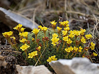 Ferdinand s' Saxifrage - Saxifraga ferdinandi-coburgi https://www.jungledragon.com/image/149069/ferdinand_s_saxifrage_-_saxifraga_ferdinandi-coburgi.html<br />
 Balkan endemic species,Eastern Macedonia,Eudicot,Europe,Ferdinand s' Saxifrage,Flowering Plant,Geotagged,Greece,Magnoliophyta,Pangaion Hills,Plantae,Saxifraga ferdinandi-coburgi,Saxifragaceae,Saxifragales,Spring,Wildlife