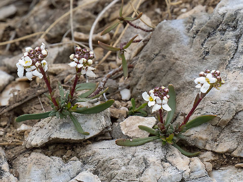 Evergreen candytuft - Iberis sempervirens https://www.jungledragon.com/image/149081/rock_candytuft_-_iberis_saxatilis.html Brassicaceae,Brassicales,Eastern Macedonia,Eudicot,Europe,Evergreen candytuft,Flowering Plant,Geotagged,Greece,Iberis sempervirens,Magnoliophyta,Pangaion Hills,Plantae,Spring,Wildlife