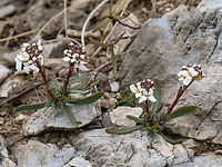 Evergreen candytuft - Iberis sempervirens https://www.jungledragon.com/image/149081/rock_candytuft_-_iberis_saxatilis.html Brassicaceae,Brassicales,Eastern Macedonia,Eudicot,Europe,Evergreen candytuft,Flowering Plant,Geotagged,Greece,Iberis sempervirens,Magnoliophyta,Pangaion Hills,Plantae,Spring,Wildlife