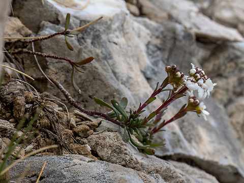 Evergreen candytuf - Iberis sempervirens https://www.jungledragon.com/image/149080/rock_candytuft_-_iberis_saxatilis.html Brassicaceae,Brassicales,Eastern Macedonia,Eudicot,Europe,Evergreen candytuft,Flowering Plant,Geotagged,Greece,Iberis sempervirens,Magnoliophyta,Pangaion Hills,Plantae,Spring,Wildlife