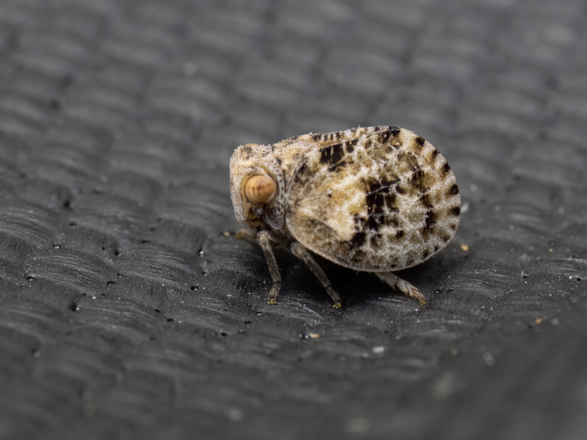 Corymbius tekirdagicus <figure class="photo"><a href="https://www.jungledragon.com/image/149085/corymbius_tekirdagicus.html" title="Corymbius tekirdagicus"><img src="https://s3.amazonaws.com/media.jungledragon.com/images/1332/149085_thumb.jpg?AWSAccessKeyId=05GMT0V3GWVNE7GGM1R2&Expires=1767225610&Signature=5QaGll5dl7zQcqBxR%2BYbX3GQR1E%3D" width="200" height="150" alt="Corymbius tekirdagicus https://www.jungledragon.com/image/149084/corymbius_tekirdagicus.html Animalia,Arthropoda,Bulgaria,Corymbius tekirdagicus,Europe,Fulgoroidea,Geotagged,Hemiptera,Insecta,Issidae,Planthopper,Sakar mountain,Spring,Wildlife" /></a></figure> Animalia,Arthropoda,Bulgaria,Corymbius tekirdagicus,Europe,Fulgoroidea,Geotagged,Hemiptera,Insecta,Issidae,Planthopper,Sakar mountain,Spring,Wildlife