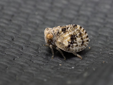 Corymbius tekirdagicus https://www.jungledragon.com/image/149085/corymbius_tekirdagicus.html Animalia,Arthropoda,Bulgaria,Corymbius tekirdagicus,Europe,Fulgoroidea,Geotagged,Hemiptera,Insecta,Issidae,Planthopper,Sakar mountain,Spring,Wildlife