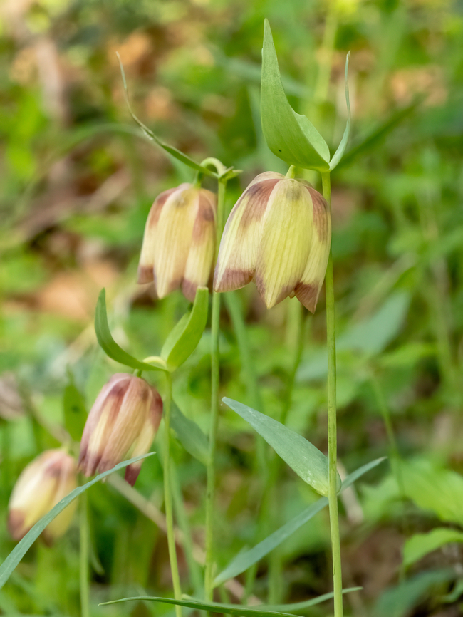 Black-sea fritillaria - Fritillaria pontica  Black-sea Fritillaria,Black-sea fritillaria,Eastern Macedonia,Europe,Flowering Plant,Fritillaria pontica,Geotagged,Greece,Liliaceae,Liliales,Magnoliophyta,Monocot,Pangaion Hills,Plantae,Spring,Wildlife