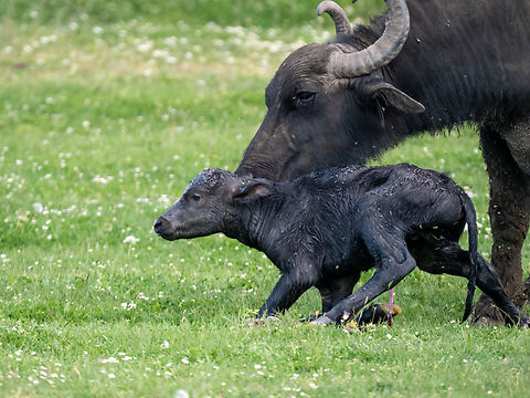 Domestic water buffalo - Bubalus bubalis A few days ago, watching a herd of water buffalos in southern Bulgaria, I witnessed a newly born buffalo calf trying to take its first steps while Mom gently nudged it.   Animalia,Artiodactyla,Bovidae,Bubalus bubalis,Bulgaria,Chordata,Domestic water buffalo,Europe,Geotagged,Kaloyanovo fishpond,Mammalia,Murrah buffalo,Plovdiv,Spring,Water buffalo,Wildlife,even-toed