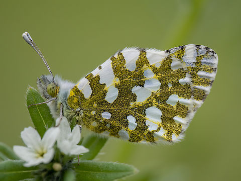 Eastern Dappled White - Euchloe ausonia  Animalia,Arthropoda,Bulgaria,Eastern Dappled White,Euchloe ausonia,Europe,Geotagged,Insecta,Lepidoptera,Papilionoidea,Pieridae,Rhodope mountains,Spring,Wildlife