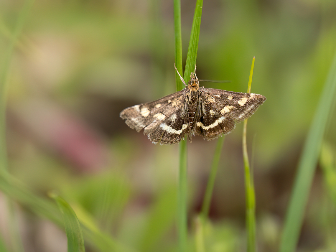 Scarce purple and gold - Pyrausta ostrinalis  Animalia,Arthropoda,Bulgaria,Crambidae,Geotagged,Insecta,Lepidoptera,Pyraloidea,Pyrausta ostrinalis,Scarce purple and gold,Spring,Wildlife