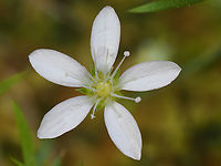 Moehringia pendula https://www.jungledragon.com/image/149331/moehringia_pendula.html<br />
https://www.jungledragon.com/image/149332/moehringia_pendula.html Bulgaria,Caryophyllaceae,Caryophyllales,Eudicot,Europe,Flowering Plant,Geotagged,Magnoliophyta,Moehringia pendula,Plantae,South-eastern Bulgaria,Spring,Wildlife