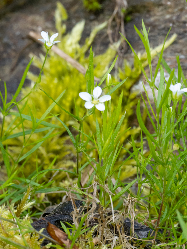 Moehringia pendula <figure class="photo"><a href="https://www.jungledragon.com/image/149330/moehringia_pendula.html" title="Moehringia pendula"><img src="https://s3.amazonaws.com/media.jungledragon.com/images/1332/149330_thumb.jpg?AWSAccessKeyId=05GMT0V3GWVNE7GGM1R2&Expires=1769040010&Signature=Xaq0NIN8r7sAwi1XNxOHj2Rzo0A%3D" width="200" height="150" alt="Moehringia pendula https://www.jungledragon.com/image/149331/moehringia_pendula.html<br />
https://www.jungledragon.com/image/149332/moehringia_pendula.html Bulgaria,Caryophyllaceae,Caryophyllales,Eudicot,Europe,Flowering Plant,Geotagged,Magnoliophyta,Moehringia pendula,Plantae,South-eastern Bulgaria,Spring,Wildlife" /></a></figure><br />
<figure class="photo"><a href="https://www.jungledragon.com/image/149332/moehringia_pendula.html" title="Moehringia pendula"><img src="https://s3.amazonaws.com/media.jungledragon.com/images/1332/149332_thumb.jpg?AWSAccessKeyId=05GMT0V3GWVNE7GGM1R2&Expires=1769040010&Signature=b8j%2FF8YFYS%2Bb%2FyM%2FWcSwNCWZ7YQ%3D" width="116" height="152" alt="Moehringia pendula https://www.jungledragon.com/image/149330/moehringia_pendula.html<br />
https://www.jungledragon.com/image/149331/moehringia_pendula.html Bulgaria,Caryophyllaceae,Caryophyllales,Eudicot,Europe,Flowering Plant,Geotagged,Magnoliophyta,Moehringia pendula,Plantae,South-eastern Bulgaria,Spring,Wildlife" /></a></figure> Bulgaria,Caryophyllaceae,Caryophyllales,Eudicot,Europe,Flowering Plant,Geotagged,Magnoliophyta,Moehringia pendula,Plantae,South-eastern Bulgaria,Spring,Wildlife
