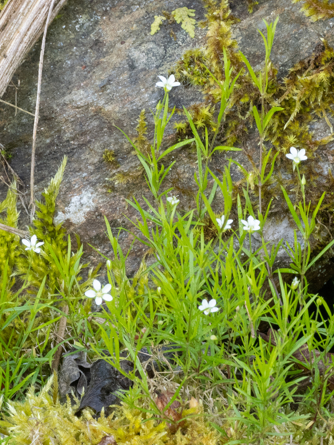 Moehringia pendula <figure class="photo"><a href="https://www.jungledragon.com/image/149330/moehringia_pendula.html" title="Moehringia pendula"><img src="https://s3.amazonaws.com/media.jungledragon.com/images/1332/149330_thumb.jpg?AWSAccessKeyId=05GMT0V3GWVNE7GGM1R2&Expires=1769040010&Signature=Xaq0NIN8r7sAwi1XNxOHj2Rzo0A%3D" width="200" height="150" alt="Moehringia pendula https://www.jungledragon.com/image/149331/moehringia_pendula.html<br />
https://www.jungledragon.com/image/149332/moehringia_pendula.html Bulgaria,Caryophyllaceae,Caryophyllales,Eudicot,Europe,Flowering Plant,Geotagged,Magnoliophyta,Moehringia pendula,Plantae,South-eastern Bulgaria,Spring,Wildlife" /></a></figure><br />
<figure class="photo"><a href="https://www.jungledragon.com/image/149331/moehringia_pendula.html" title="Moehringia pendula"><img src="https://s3.amazonaws.com/media.jungledragon.com/images/1332/149331_thumb.jpg?AWSAccessKeyId=05GMT0V3GWVNE7GGM1R2&Expires=1769040010&Signature=RNDzOk%2BBJDaP48UKS3Si3IxZ39E%3D" width="116" height="152" alt="Moehringia pendula https://www.jungledragon.com/image/149330/moehringia_pendula.html<br />
https://www.jungledragon.com/image/149332/moehringia_pendula.html Bulgaria,Caryophyllaceae,Caryophyllales,Eudicot,Europe,Flowering Plant,Geotagged,Magnoliophyta,Moehringia pendula,Plantae,South-eastern Bulgaria,Spring,Wildlife" /></a></figure> Bulgaria,Caryophyllaceae,Caryophyllales,Eudicot,Europe,Flowering Plant,Geotagged,Magnoliophyta,Moehringia pendula,Plantae,South-eastern Bulgaria,Spring,Wildlife