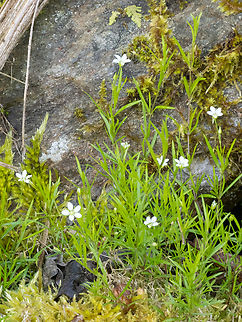 Moehringia pendula https://www.jungledragon.com/image/149330/moehringia_pendula.html
https://www.jungledragon.com/image/149331/moehringia_pendula.html Bulgaria,Caryophyllaceae,Caryophyllales,Eudicot,Europe,Flowering Plant,Geotagged,Magnoliophyta,Moehringia pendula,Plantae,South-eastern Bulgaria,Spring,Wildlife